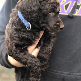 Poodle Puppies from Oakridge Standard Poodle
