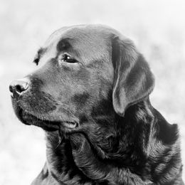 Jenny - Labrador Retriever