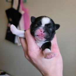 Eloise - Tricolor female Shih Tzu puppy in Lancaster, Ohio from Wandering Tzu