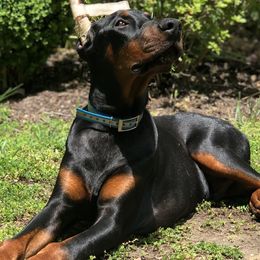 Doberman Pinschers from Blue Moon Dobermans