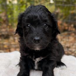 Wednesday - Black and white female Aussiedoodle puppy in Mulino, Oregon from Korbella Farm