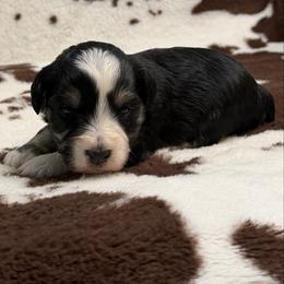 Alice - Black female Miniature Schnauzer puppy in Brundidge, Alabama from Deez Pups Magnificent Schnauzers