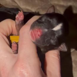 Little Tilly AKC - Black and tan female Yorkshire Terrier puppy in Hope, Indiana from DJ Yorkies