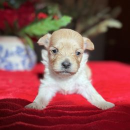 Goldman - Apricot male Maltipoo puppy in Wendell, North Carolina from Teddys Teddy Bears