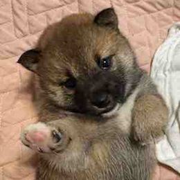 Amber - Sesame female Shiba Inu puppy in Tamarac, Florida from The Queen of Shibas