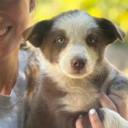Marlowe - White and red female Border Collie puppy in North Lakeport, California from Wild Rose Ranch
