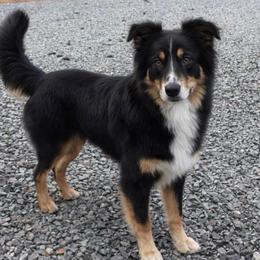 Lyra - Border Collie