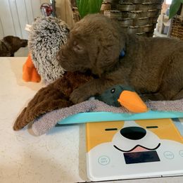 Drake - Brown Chesapeake Bay Retriever puppy in Yellville, Arkansas from Two Rivers Chesapeakes