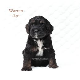 Warren - Black male Australian Labradoodle puppy in Hurricane, Utah from Red Desert Doodles