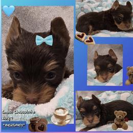 Boy 1 - Chocolate and tan male Yorkshire Terrier puppy in Gatesville, Texas from Schultz Yorkies byGrace