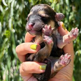 Azreil - Sable male Poodle puppy in Orem, Utah from First Class Poodles