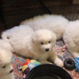 Samoyed Puppies from Morning Star Samoyeds