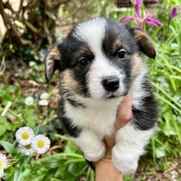 Pembroke Welsh Corgi Puppies from Delaney’s Corgis