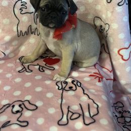 Pug Puppies from Berg Family