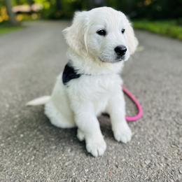 Golden Retriever and Labrador Retriever Puppies from Golden Bundles