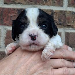 Blue collar, Buddy - Tri-color male Cavalier King Charles Spaniel puppy in Colorado Springs, Colorado from True Love Colorado Cavalier King Charles Spaniels