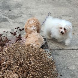 Assorted Doodle Crosses Puppies from Oasis Cotonpoos