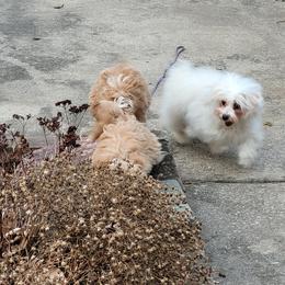 Assorted Doodle Crosses Puppies from Oasis Cotonpoos