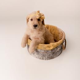 Golden Retriever Puppies from Brinton Goldens