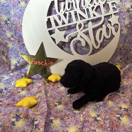 Freyja - Black Poodle puppy in Alaska from Nord Kennel