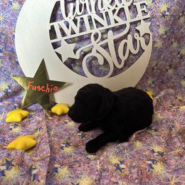 Freyja - Black Poodle puppy in Alaska from Nord Kennel