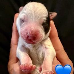 Zeus - Blue male Australian Cattle Dog puppy in Clovis, California from Miller Australian Cattle Dogs