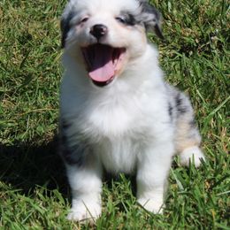 Suki (2 bright blue eyes) - Blue merle Australian Shepherd puppy in Roanoke, Virginia from Miniature Angels Farm