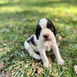 English Springer Spaniel Puppies from Redemption Fields