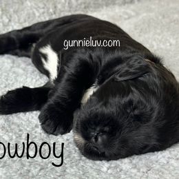 Cowboy - Black male Schnoodle puppy in Saint Augustine, Florida from Gunnie Luv, LLC