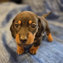 Girl 2 - Black and tan female Dachshund puppy in Virginia City, Nevada from V.C. Weenies