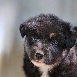 Alder - Black tri-color male Australian Shepherd puppy in Cable, Ohio from Resolute Aussies