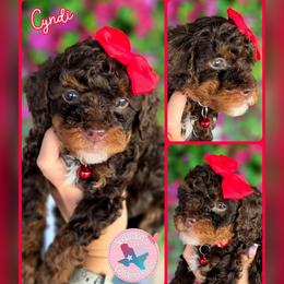 Cyndi Red Collar - Tri-color female Bernedoodle puppy in Vernon, Texas from Sugarland's Texas Goldendoodles