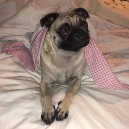Pug All Grown Up from tamispets