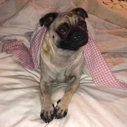 Pug All Grown Up from tamispets
