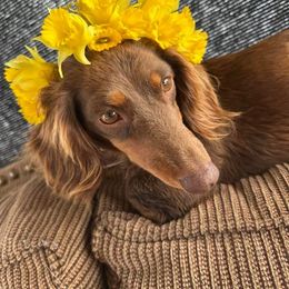 Katie - Dachshund