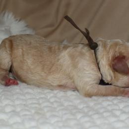 Titan - Cream male Goldendoodle puppy in Palmetto Bay, Florida from SOMIDOODLES