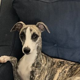 Whippet All Grown Up from Beloved Whippets