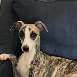 Whippet All Grown Up from Beloved Whippets
