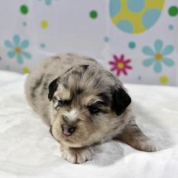 Petunia - Blue merle female Miniature Australian Shepherd puppy in Bauxite, Arkansas from J and B Mini Aussies