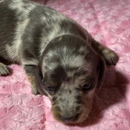 Opal - Gray (blue) and cream female Dachshund puppy in Salem, Oregon from Longdox Mini Dachshunds