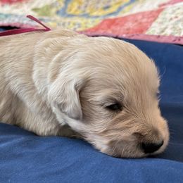 Mr. Pink - Light golden male Golden Retriever puppy in Brentwood, California from Golden M Family Farms