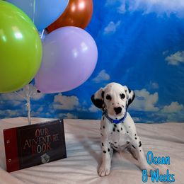 Dalmatian Puppies from Athziri Mora
