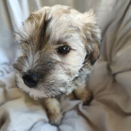 Miniature Schnauzer Puppies from JVH Mini Schnauzers