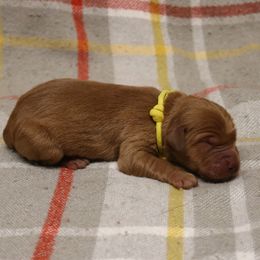 Spur - Dark golden male Golden Retriever puppy in New Weston, Ohio from Bertke AKC Golden Retrievers and Bernese Mountain Dogs