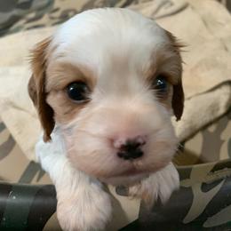 Cavalier King Charles Spaniel Puppies from Abbey Road Cavaliers