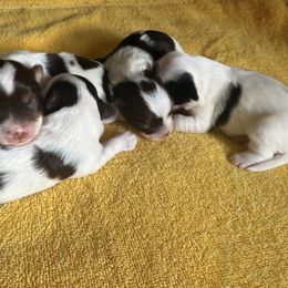 Yorkshire Terrier Puppies from Tails of Joy MA