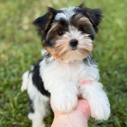 Hudson - Black tan and white male Biewer Terrier puppy in Liberty, Texas from Tiny Yorkshire pups