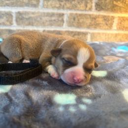 Black collar male - Sable male Pembroke Welsh Corgi puppy in Mcarthur, Ohio from Bentley Corgis LLC
