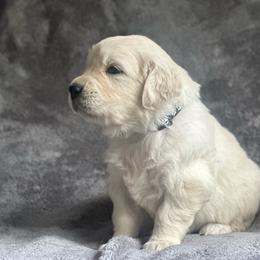 Boy pick 4 - Light golden male Golden Retriever puppy in Waterford, Pennsylvania from Living on Faiths Golden Retrievers