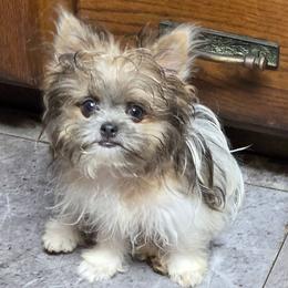 Midwest Mini Kevin - Fawn male Mi-Ki puppy in Clearwater, Kansas from Midwest Mini Mi-kis